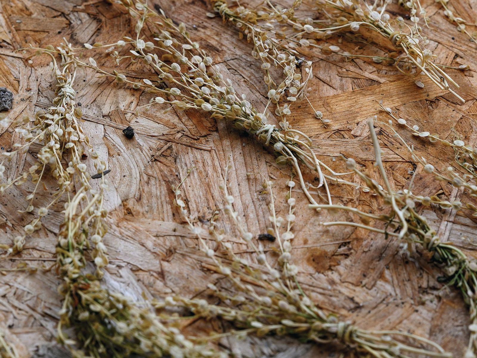 Dried flowers