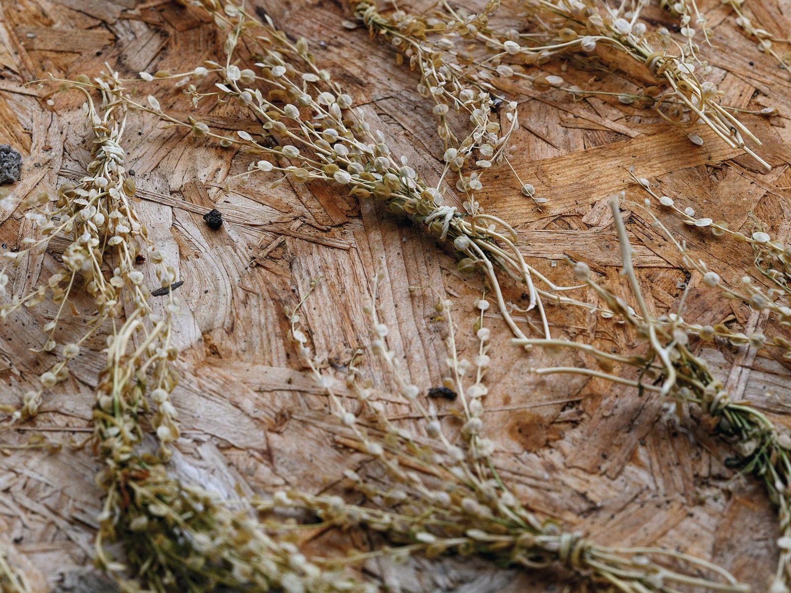 Dried flowers