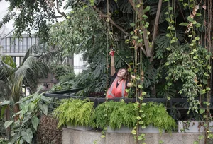 Gardener Azalea Harley taking cuttings at the Barbican Conservtory Gardener Azalea Harley taking cuttings at the Barbican Conservtory