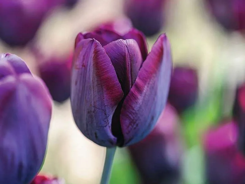 Tulipa ‘Ronaldo’ Tulipa ‘Ronaldo’