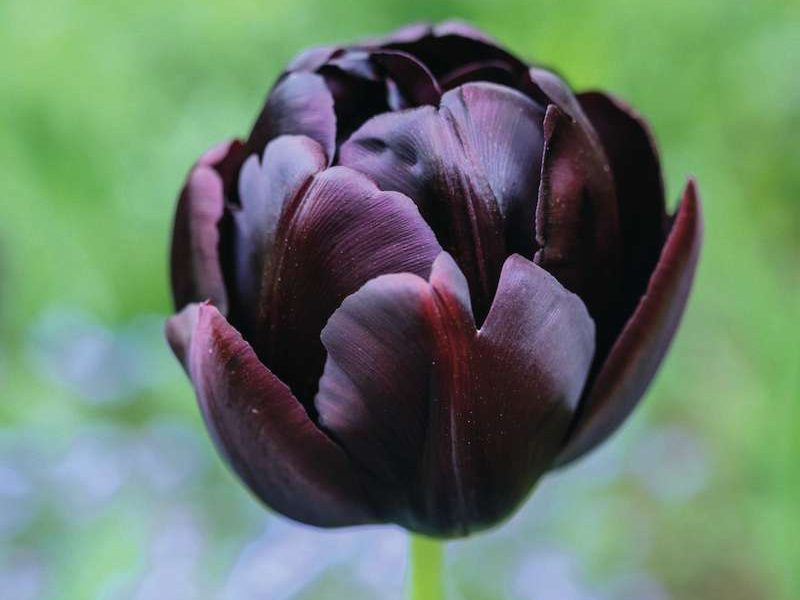 Tulipa ‘Black Hero’