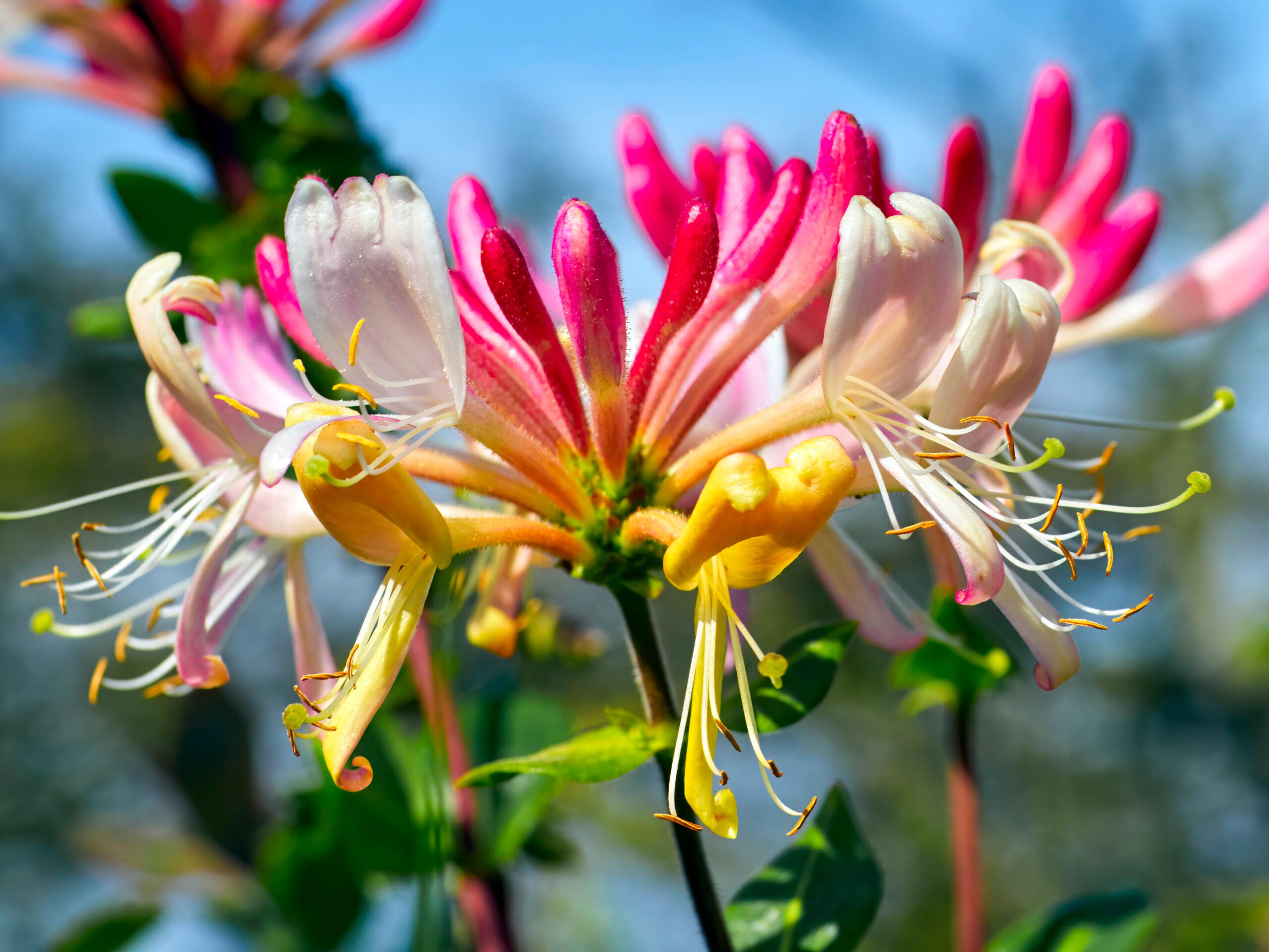 Honeysuckle (Lonicera periclymenum)