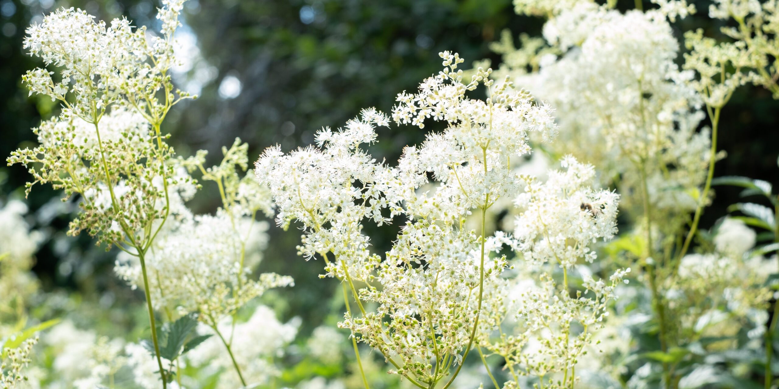 Meadowsweet