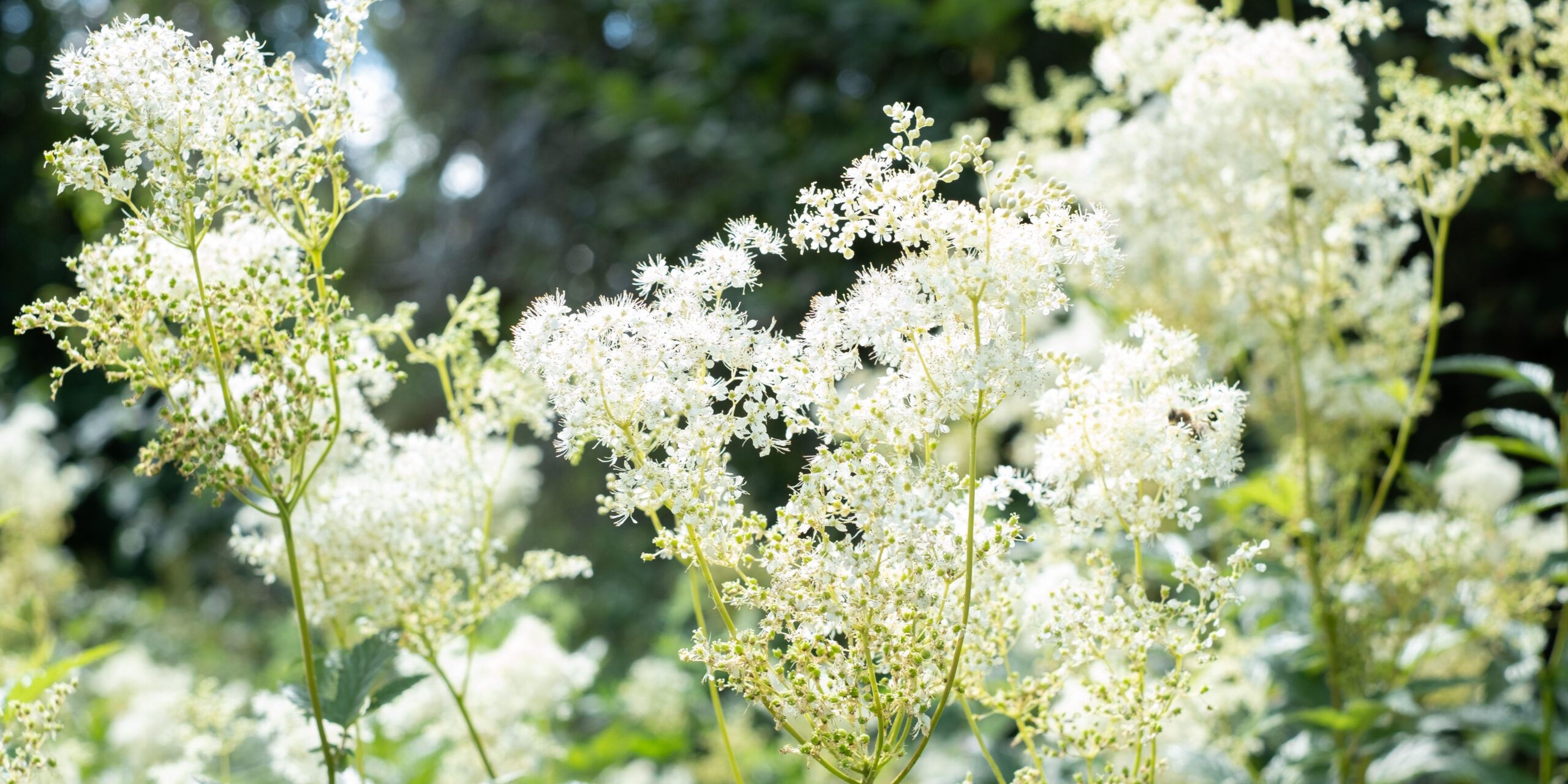 Meadowsweet