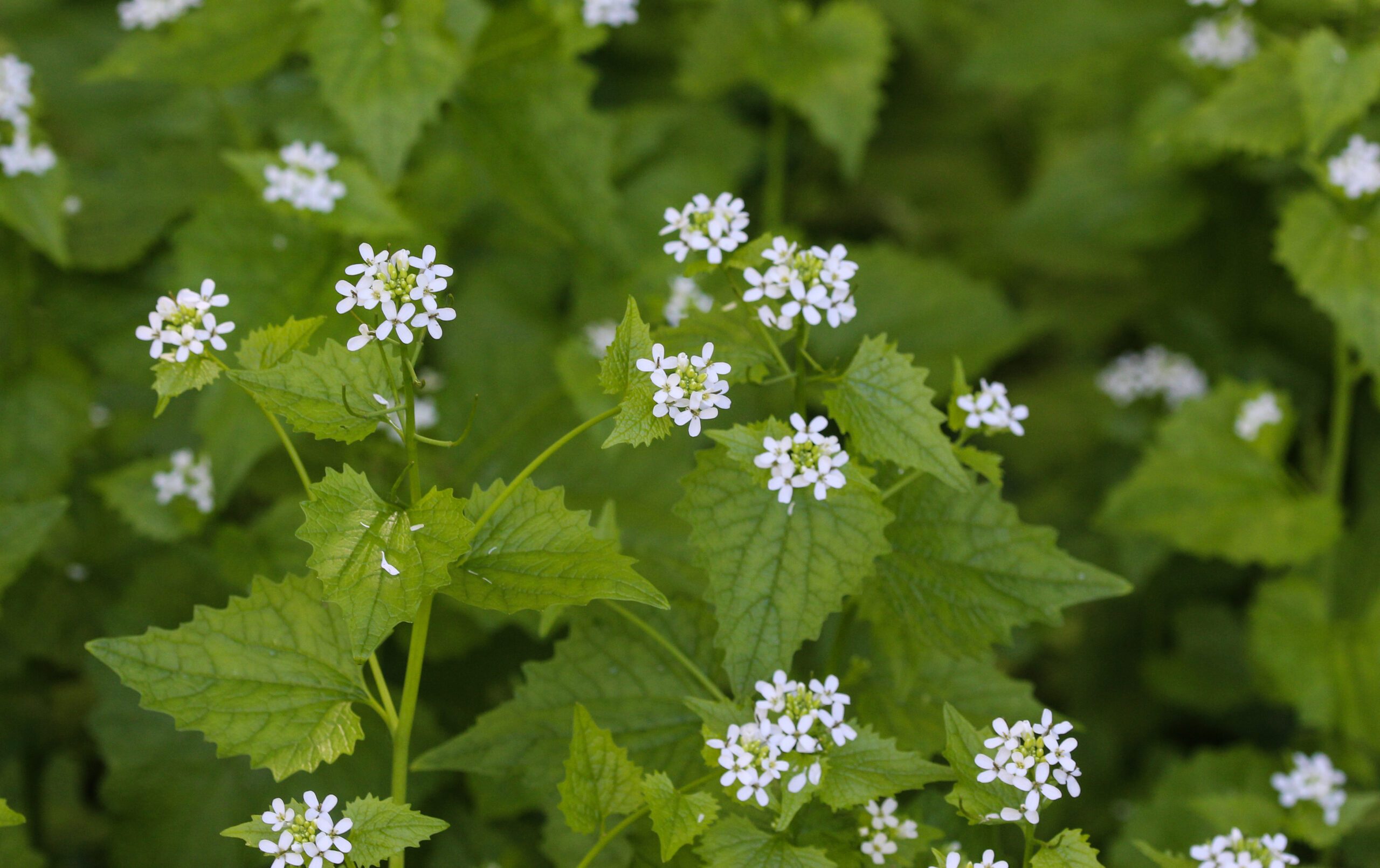 Garlic Mustard (Alliaria petiolata)