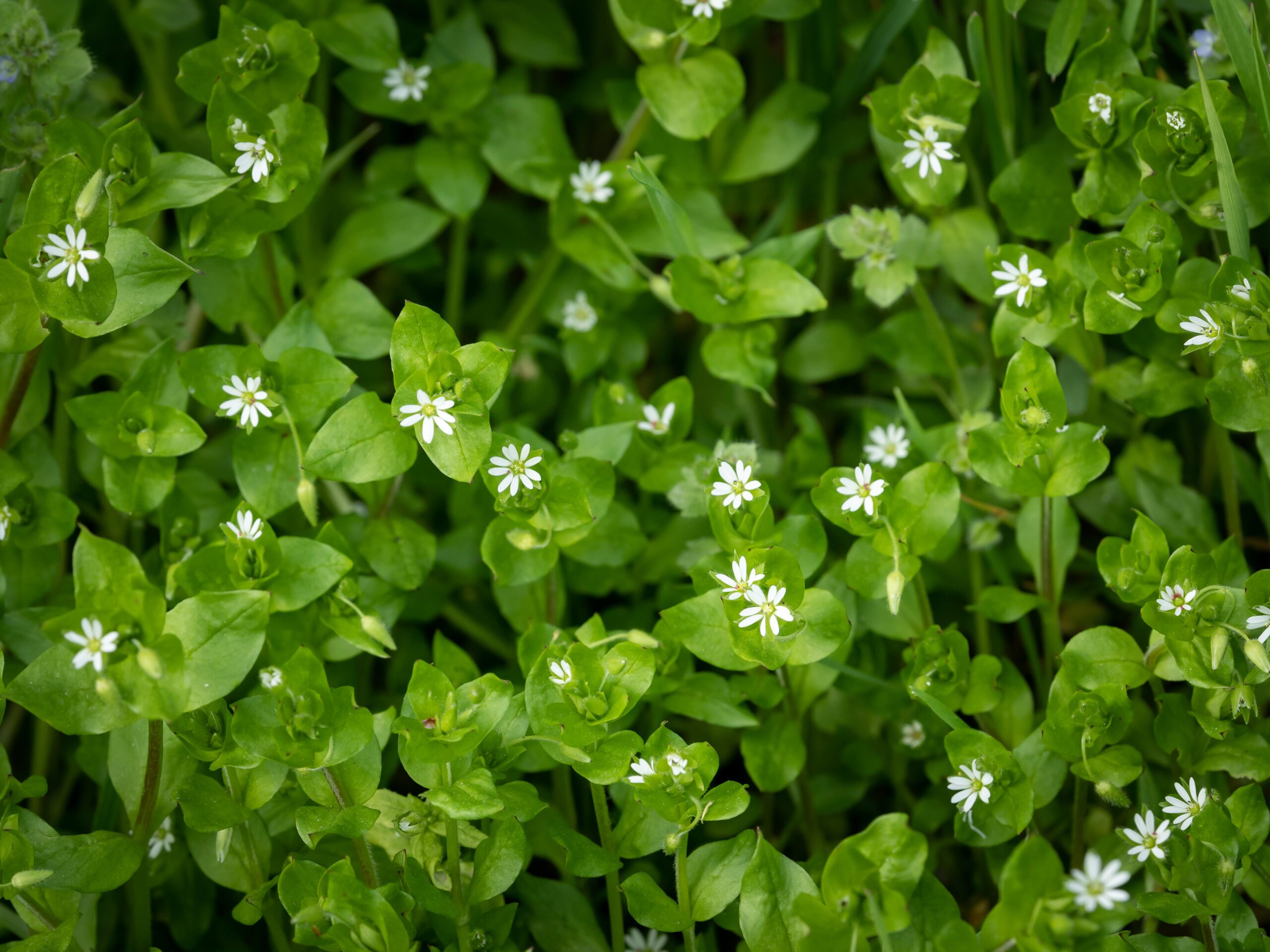 Common chickweed 