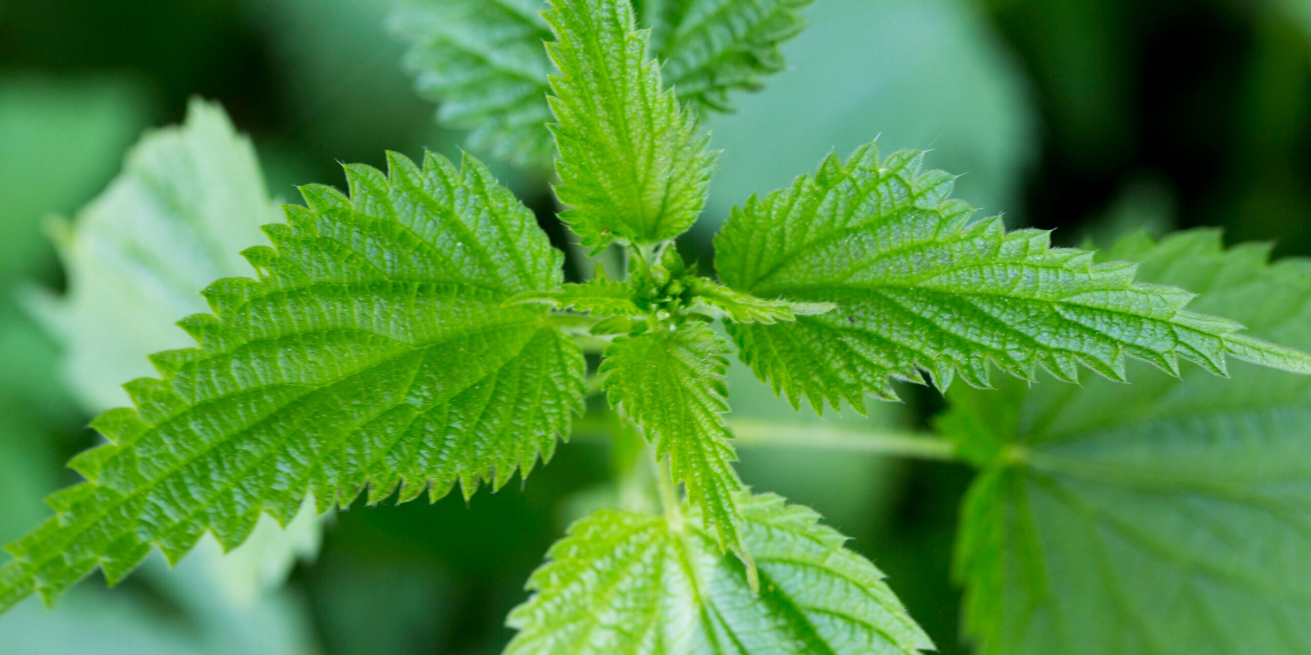 Nettles