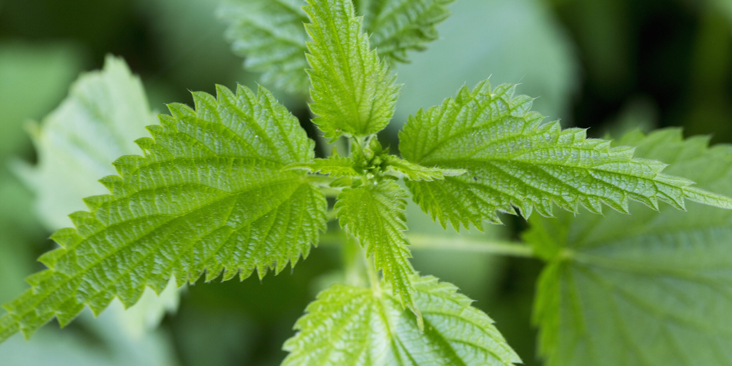 Nettles