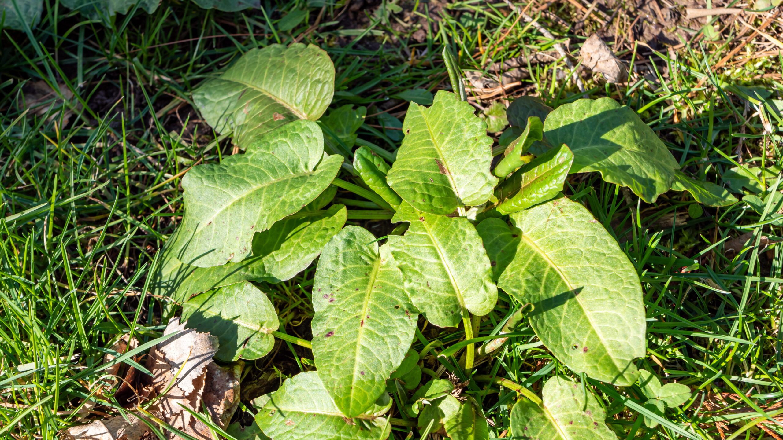 Dock leaves