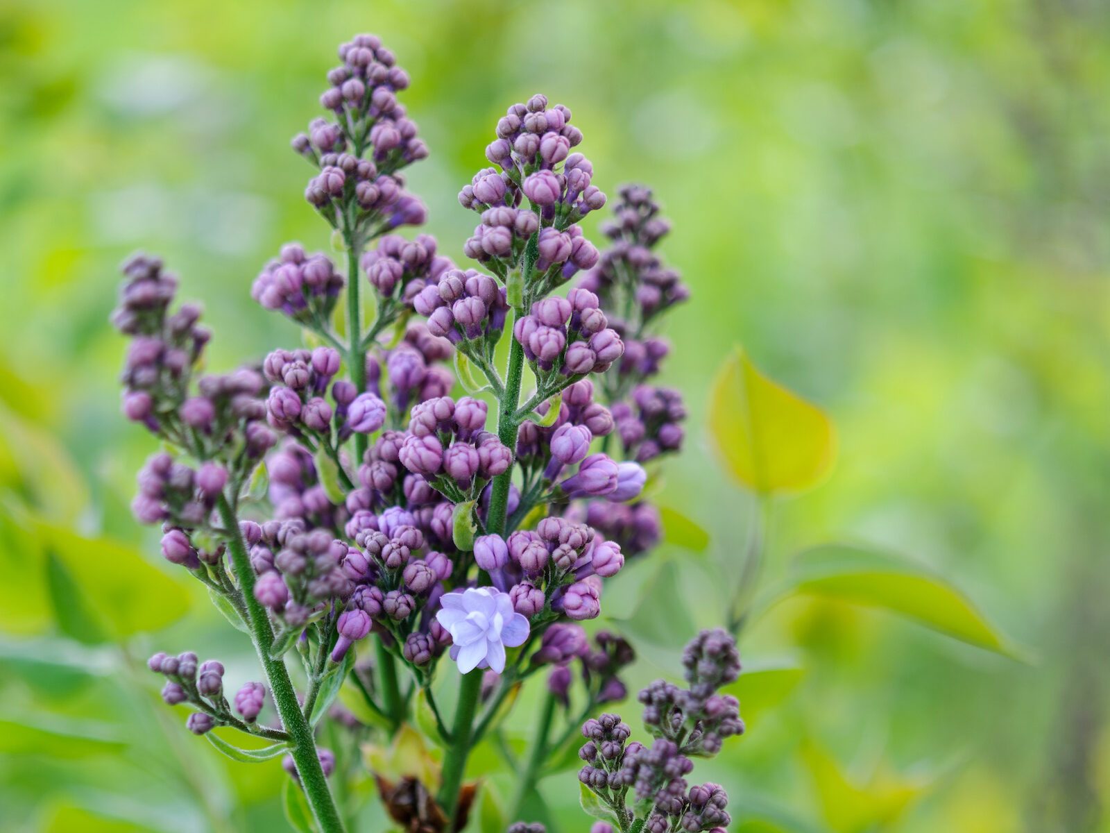 Lilac blossom: Syringa vulgaris 'Katherine Havemeyer'