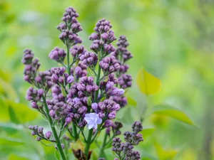 Lilac blossom: Syringa vulgaris 'Katherine Havemeyer' Lilac blossom: Syringa vulgaris 'Katherine Havemeyer'