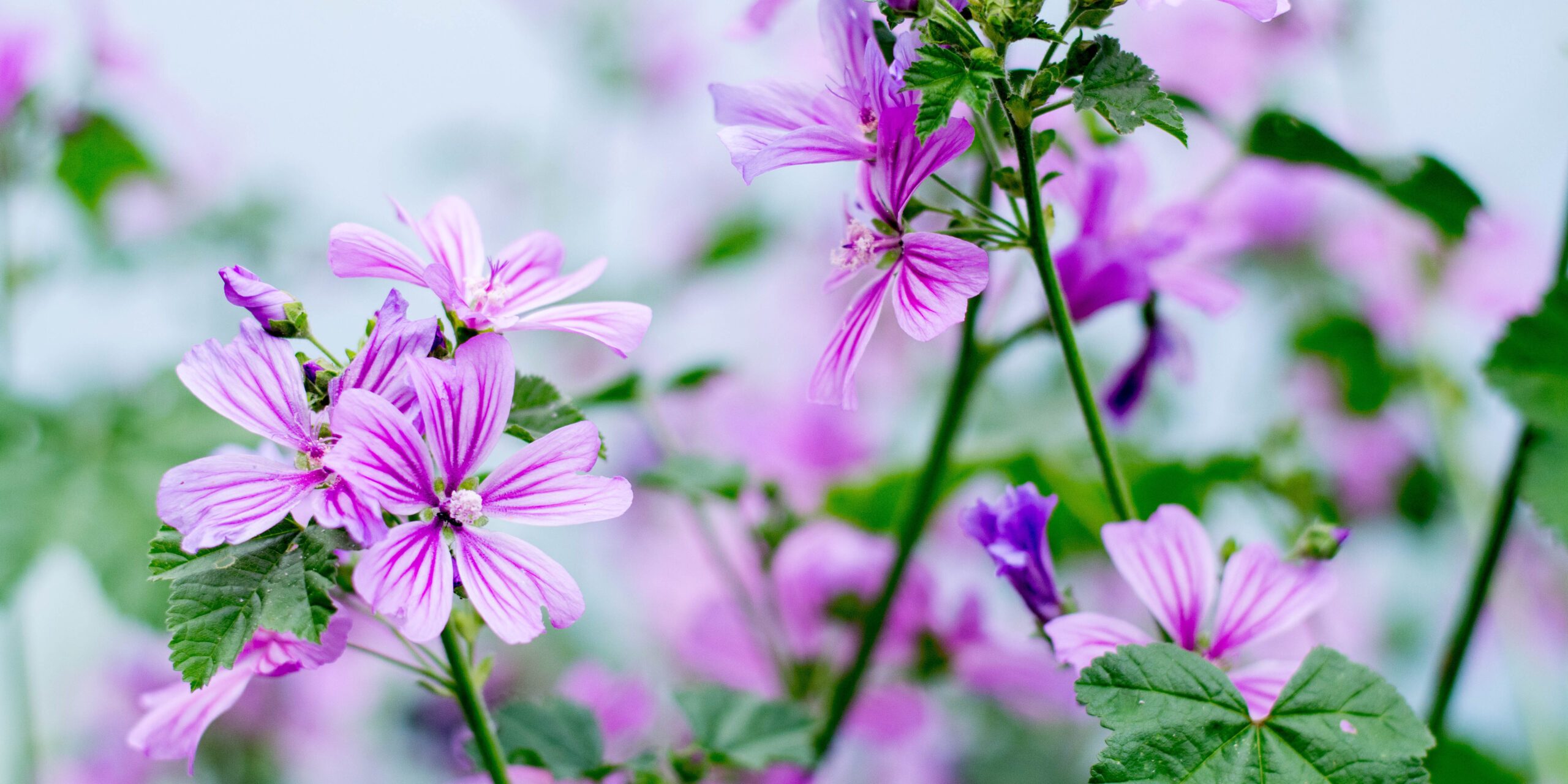 Mallow