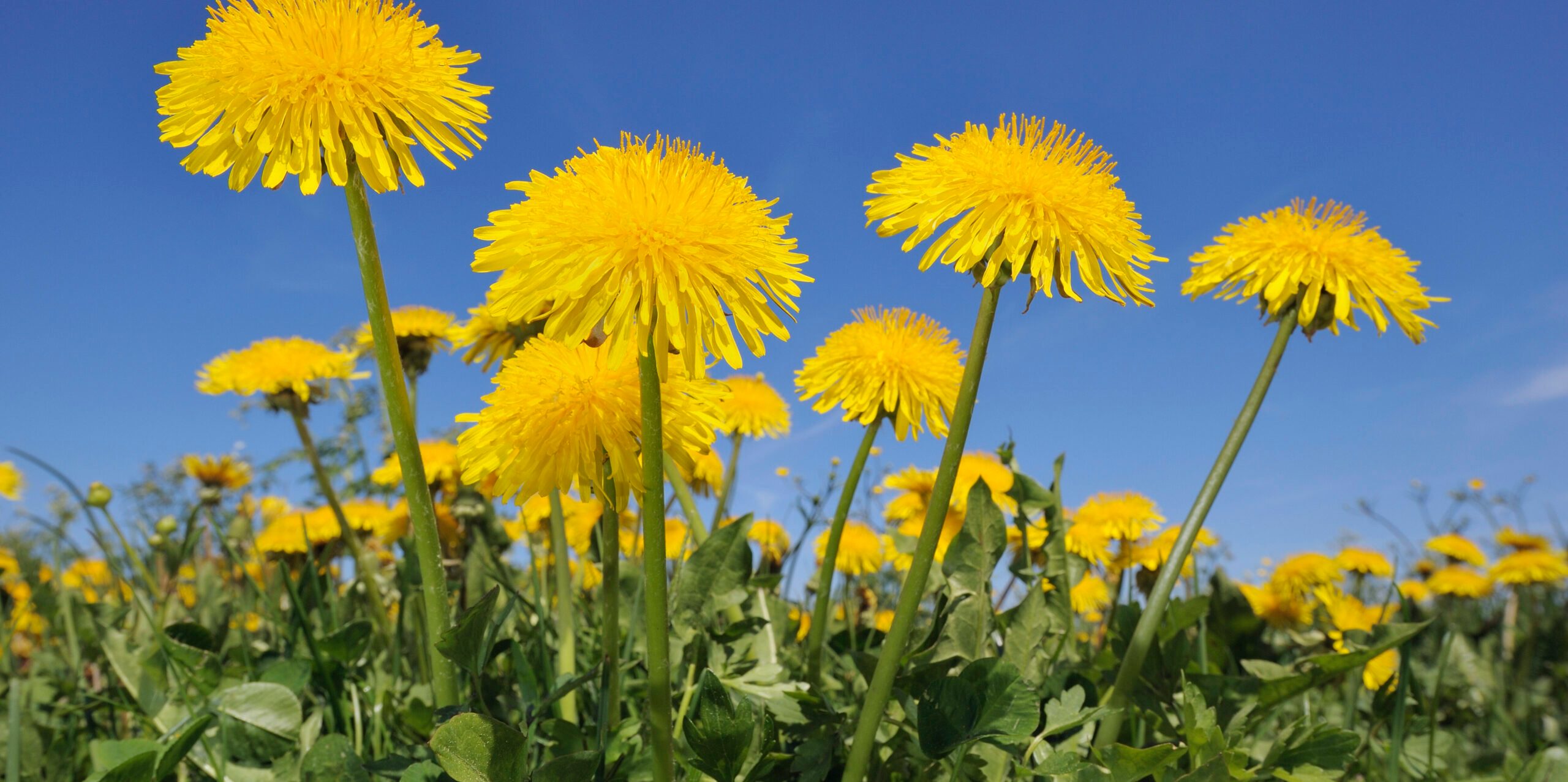 Dandelion 