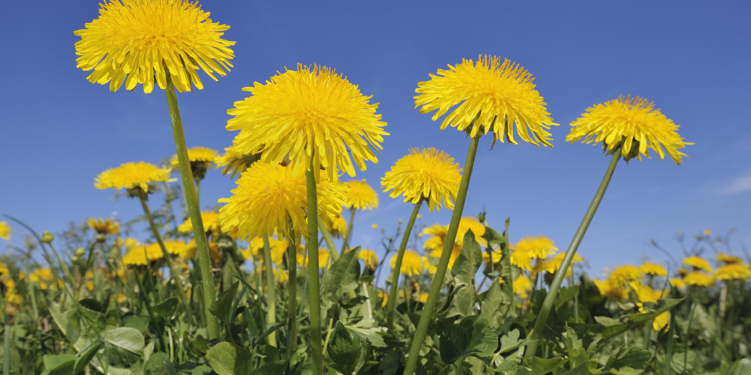 Dandelion