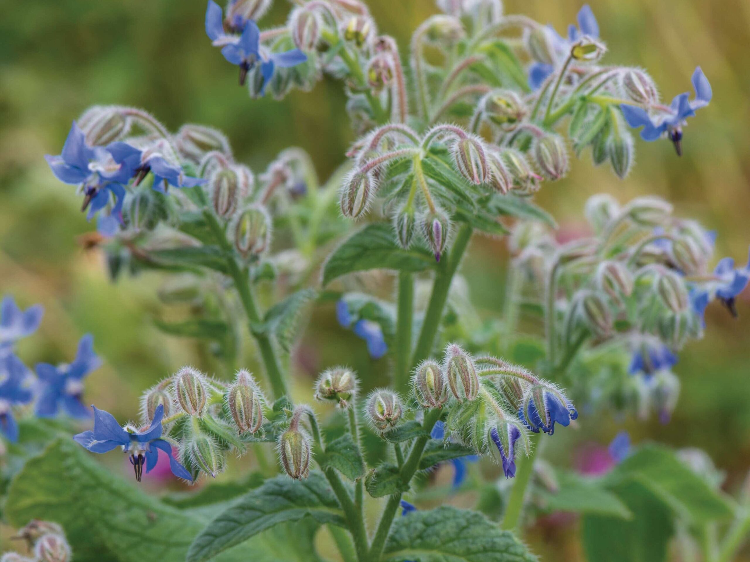 Borago officinalis