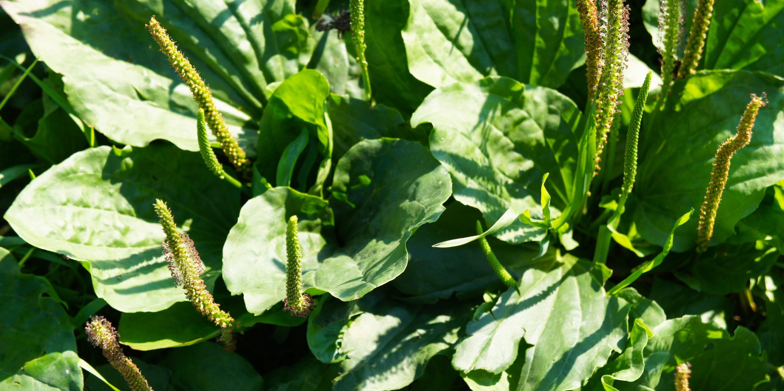 Plantago major or broadleaf plantain 