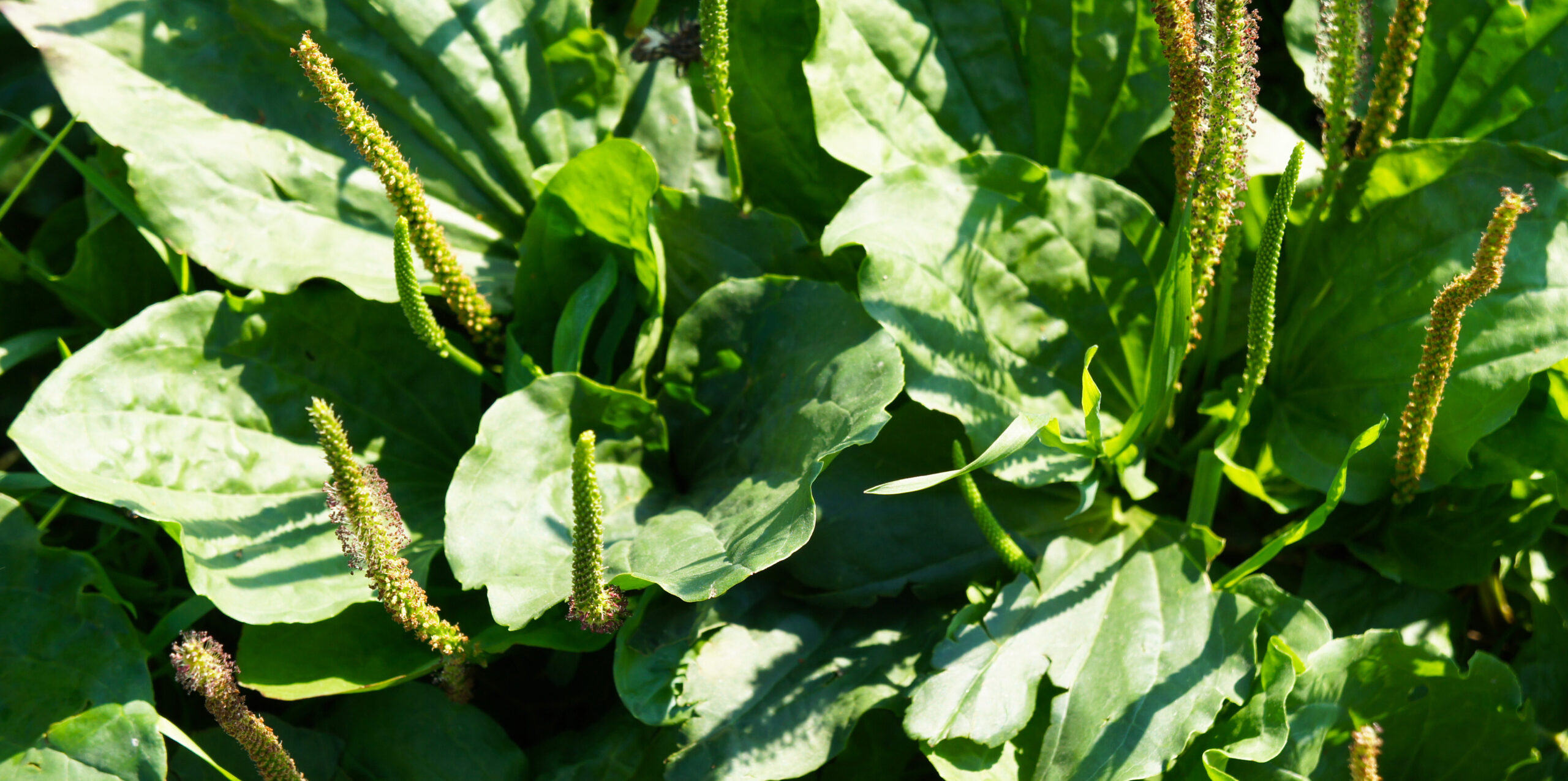 Plantago major or broadleaf plantain
