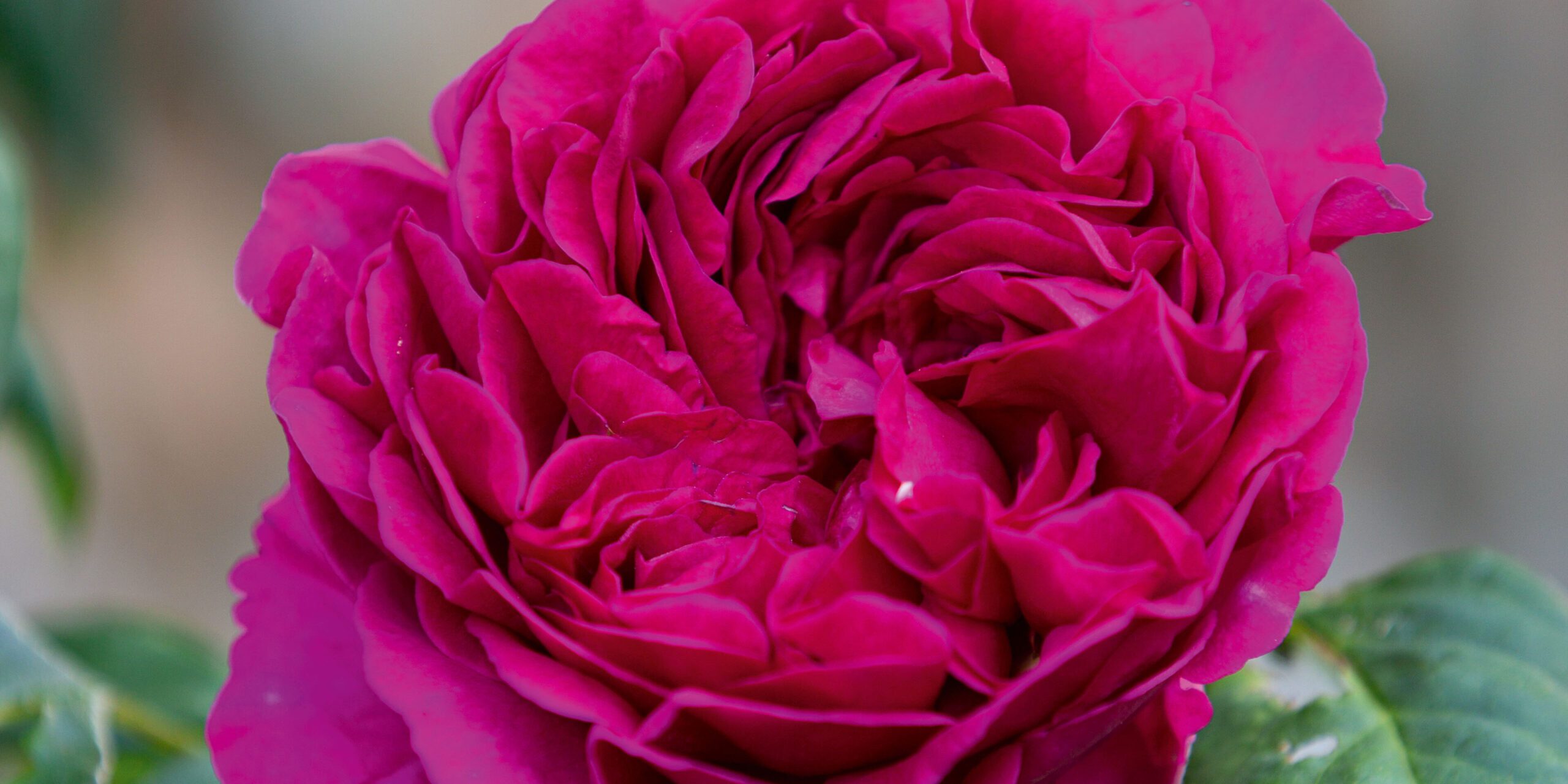 Rosa Wenlock (= ‘Auswen’)