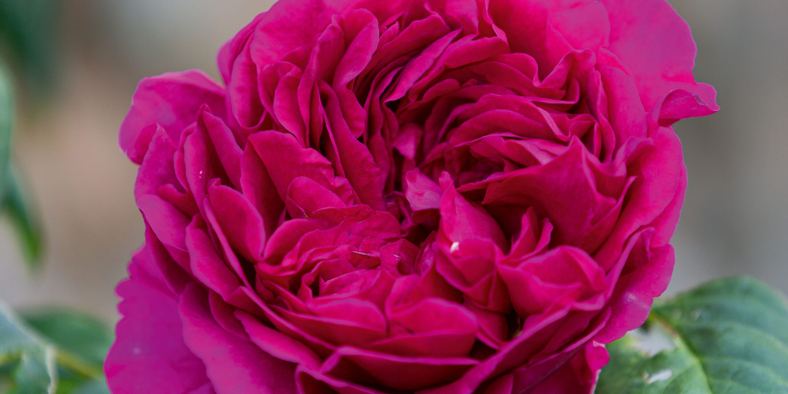 Rosa Wenlock (= ‘Auswen’)