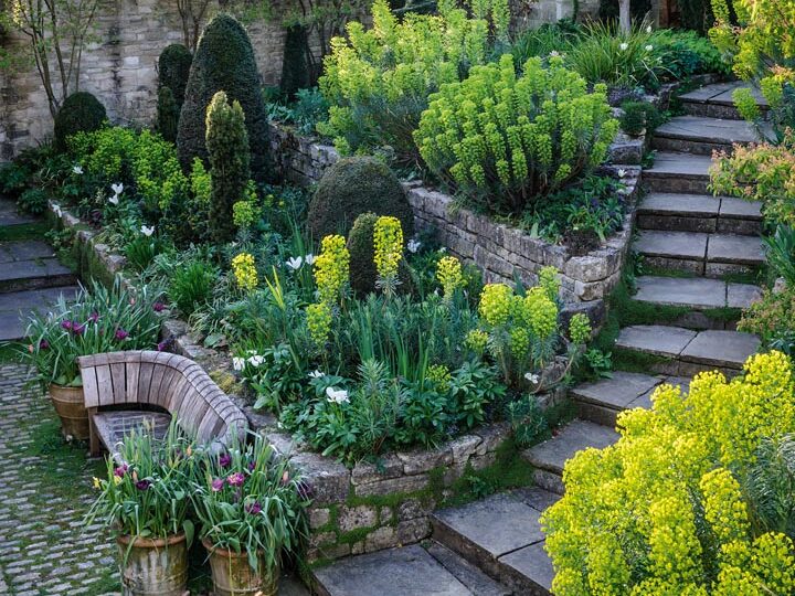 Facing page, From the enclosed, cobbled courtyard behind the house, stone steps curve gently to the path that leads to the greenhouse. Domes of clipped box and yew sit between exuberant clumps of spurge (Euphorbia characias subsp. wulfenii.), with multi-stemmed amelanchiers and a magnolia behind.