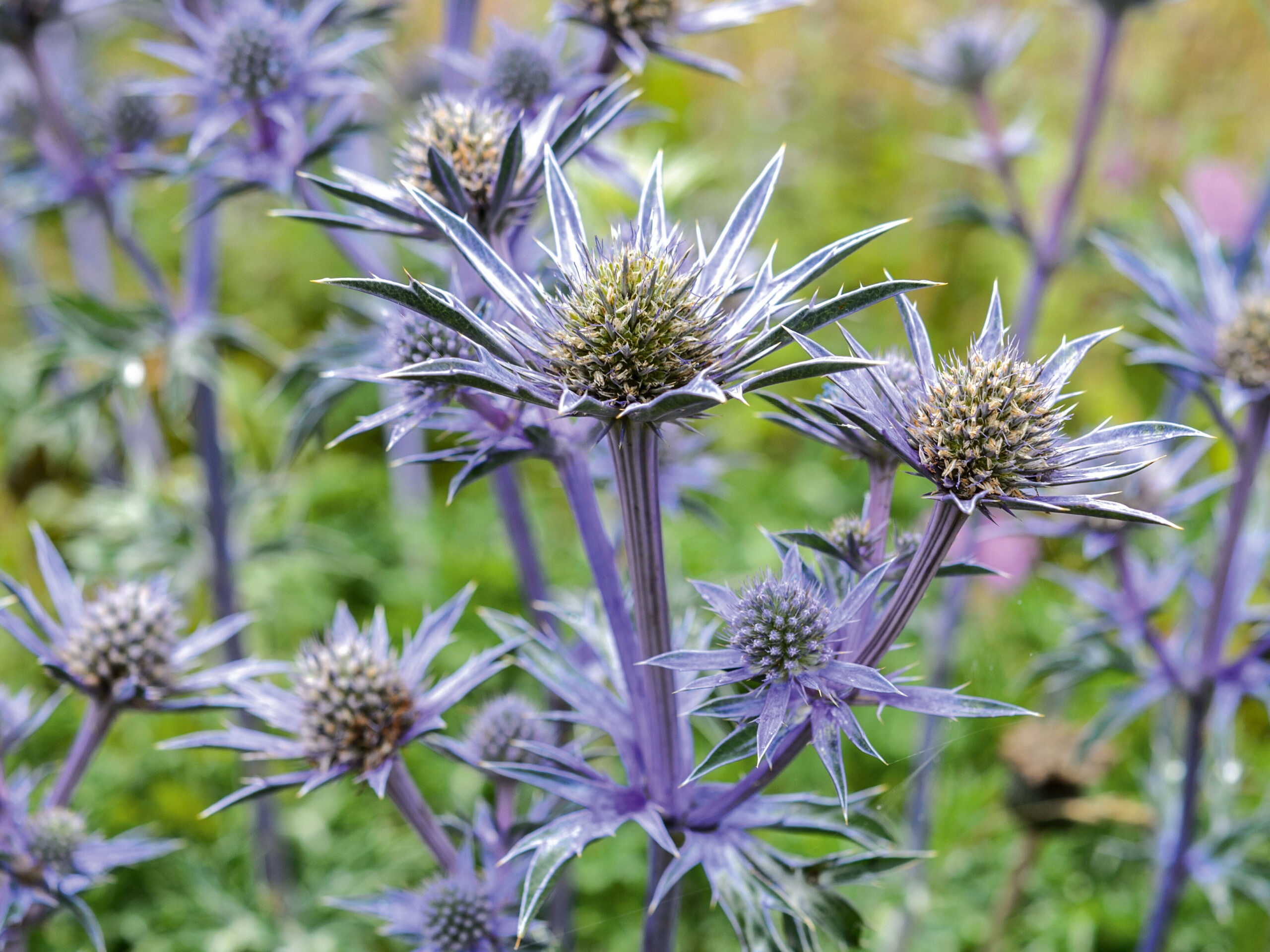 Eryngium bourgatii 'Picos Blue' Eryngium bourgatii 'Picos Blue'