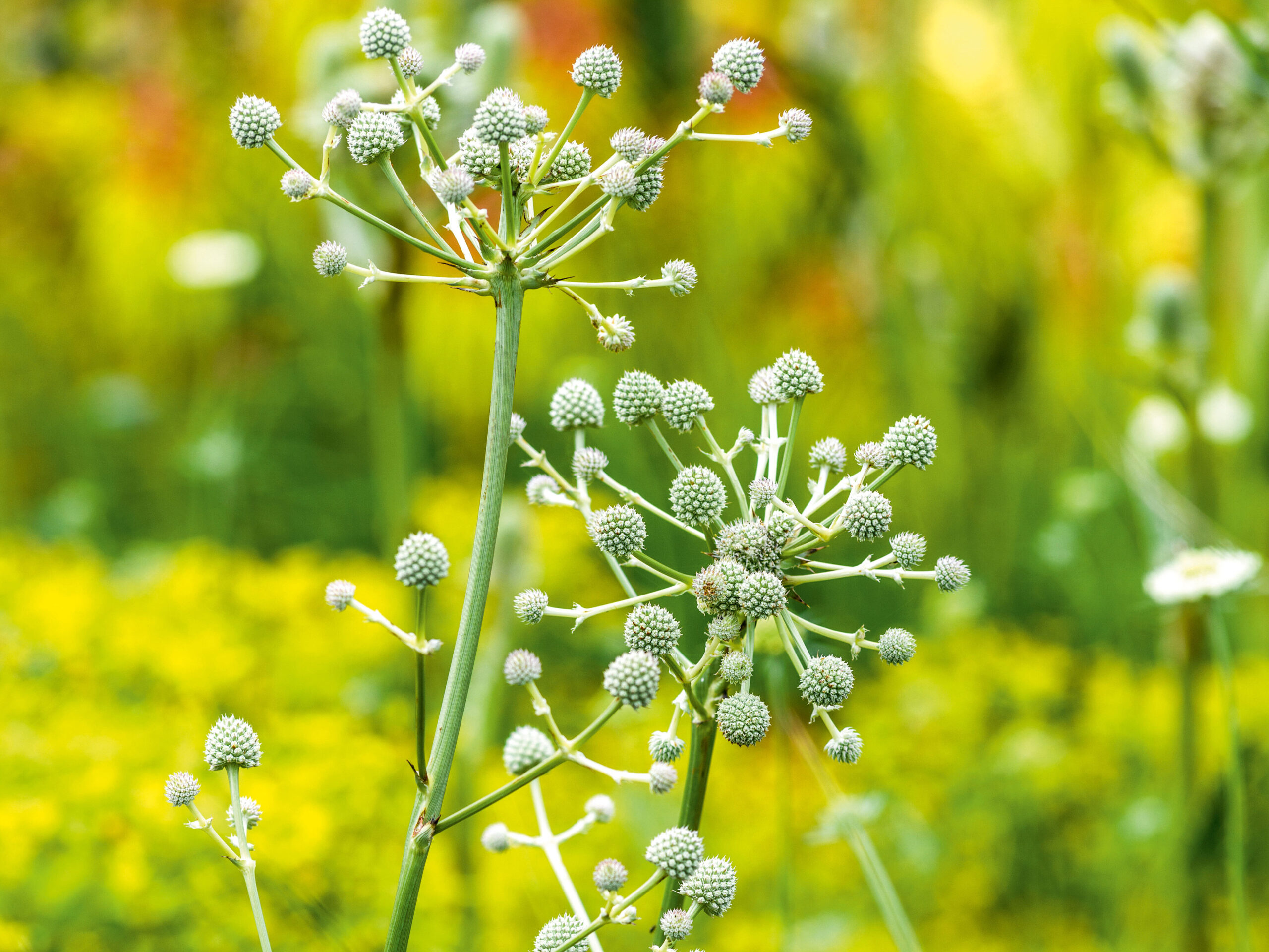 Eryngium eburneum Eryngium eburneum