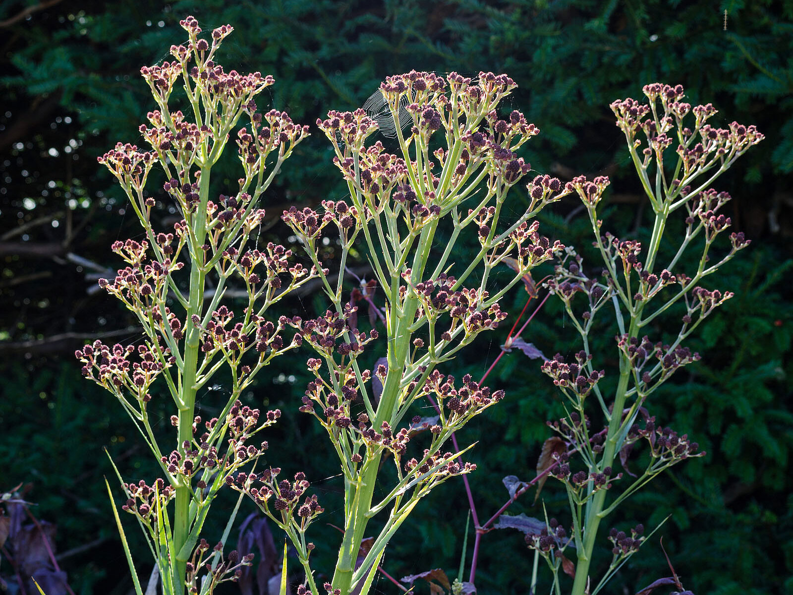 Eryngium pandanifolium 'Physic Purple'