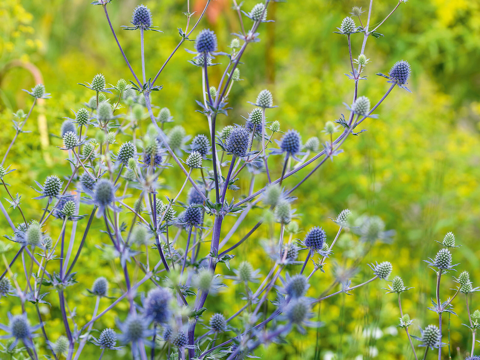 Eryngium ◊ tripartitum