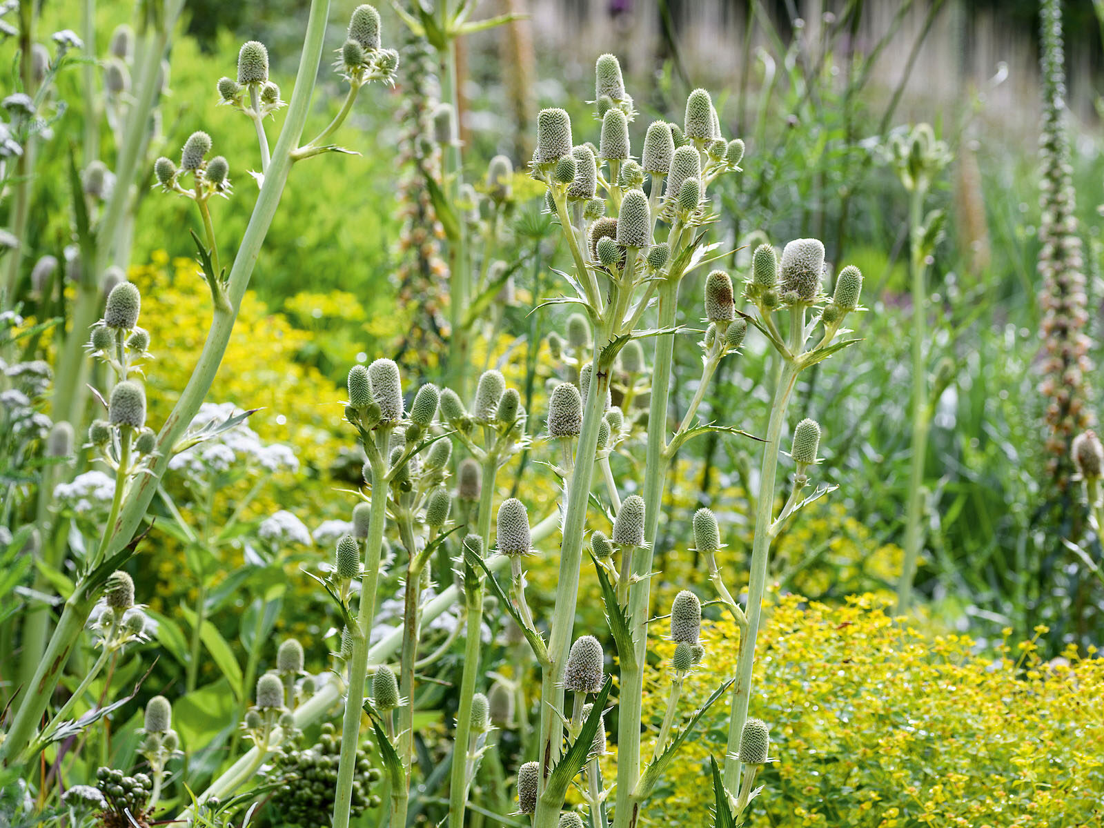 Eryngium agavifolium Eryngium agavifolium
