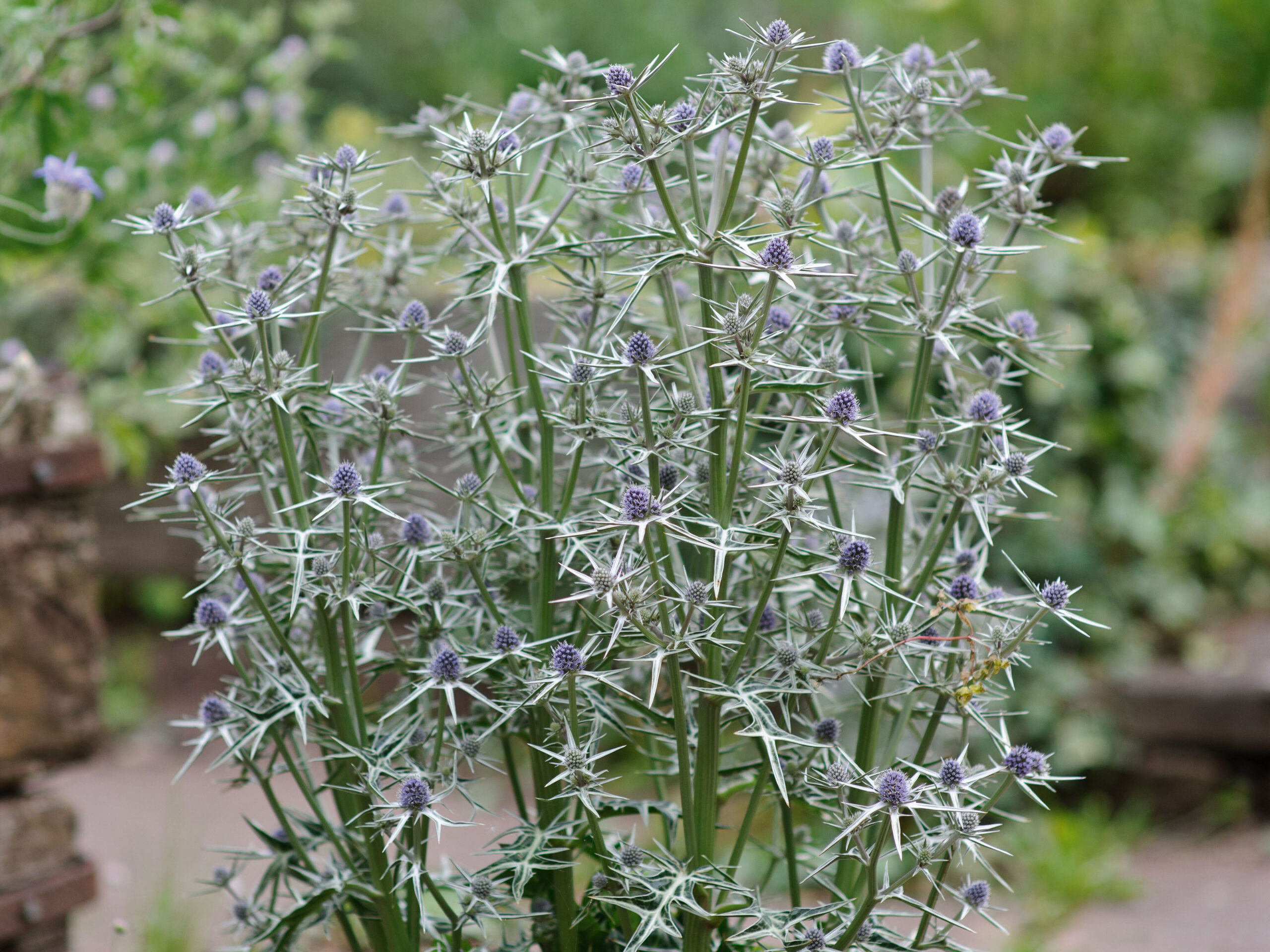 Eryngium variifoilum