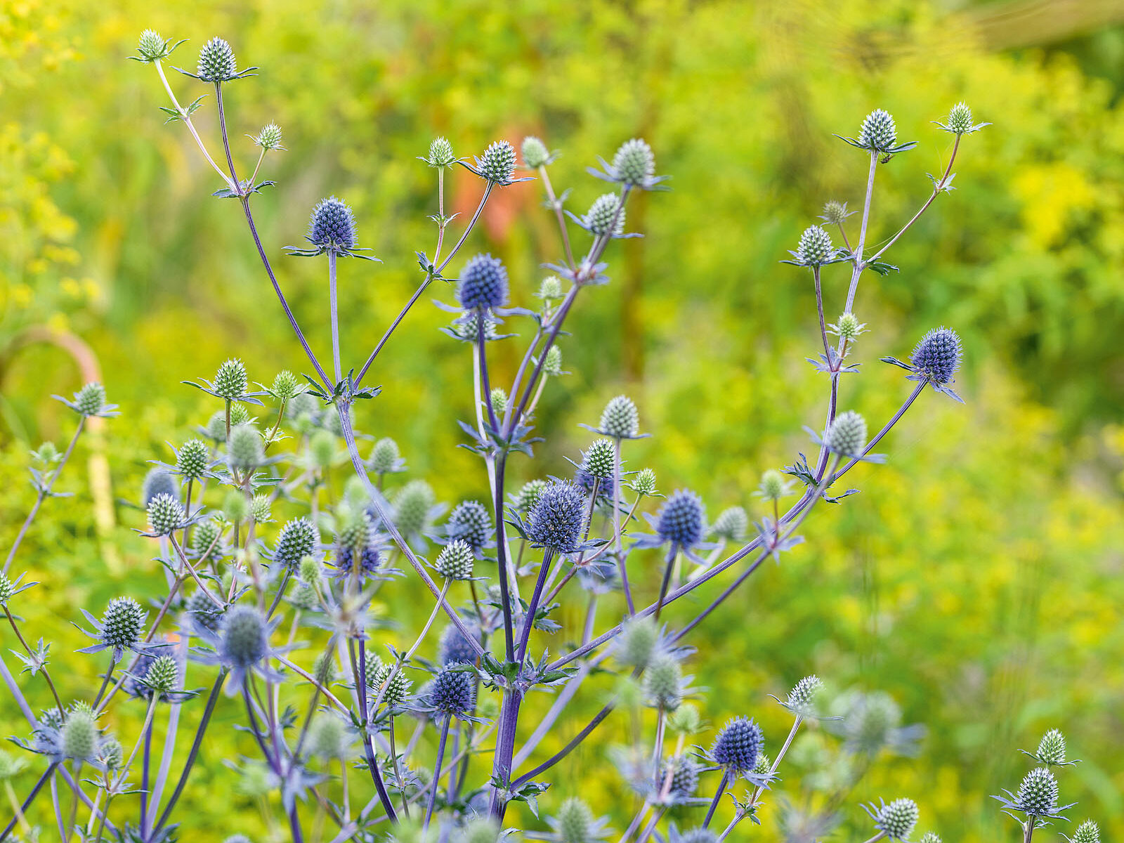 Eryngium ◊ tripartitum Eryngium ◊ tripartitum