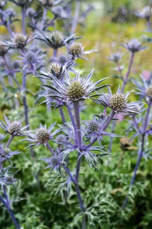 Eryngium bourgatii 'Picos Blue' Eryngium bourgatii 'Picos Blue'