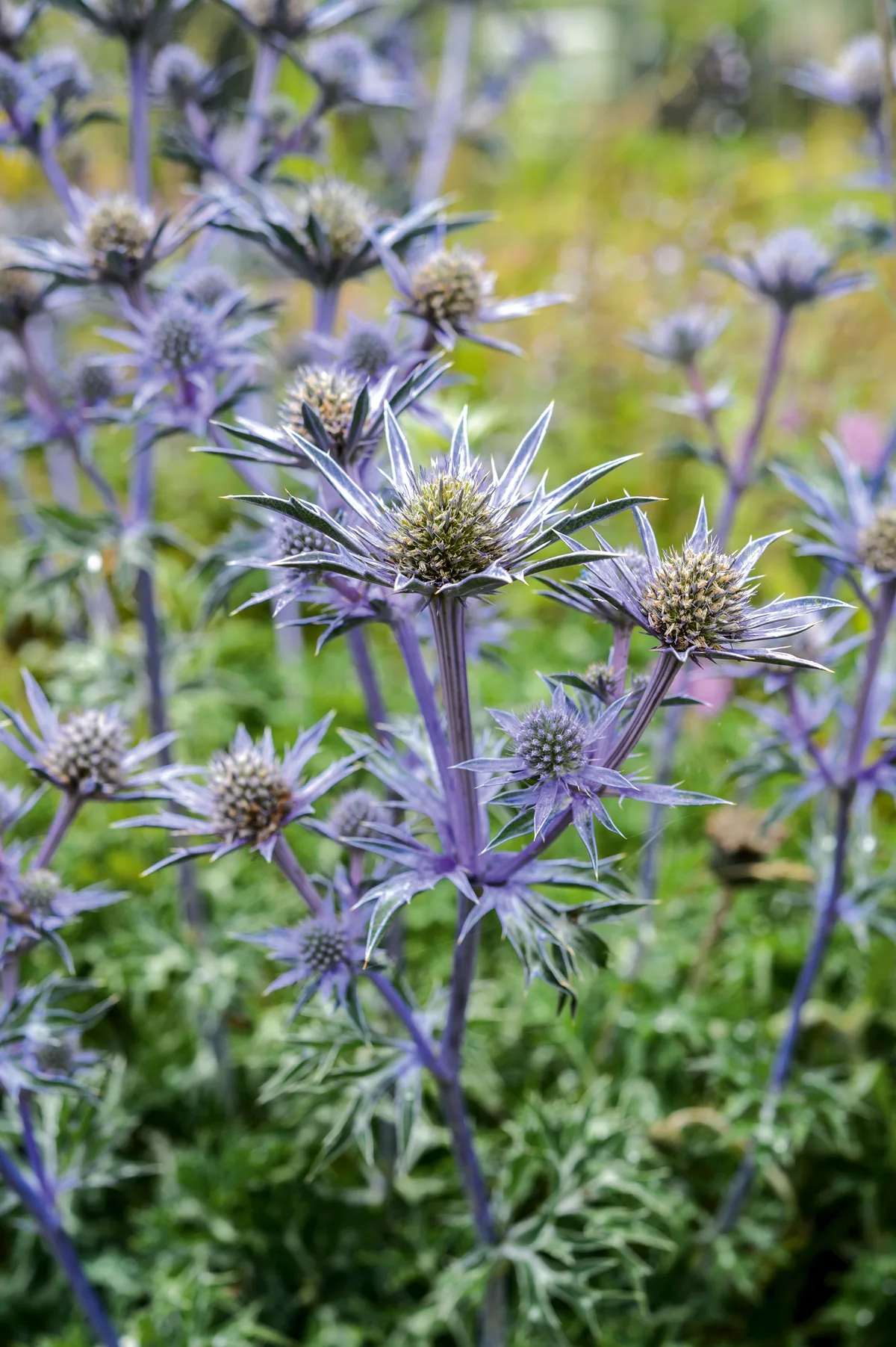 Eryngium bourgatii 'Picos Blue' Eryngium bourgatii 'Picos Blue'