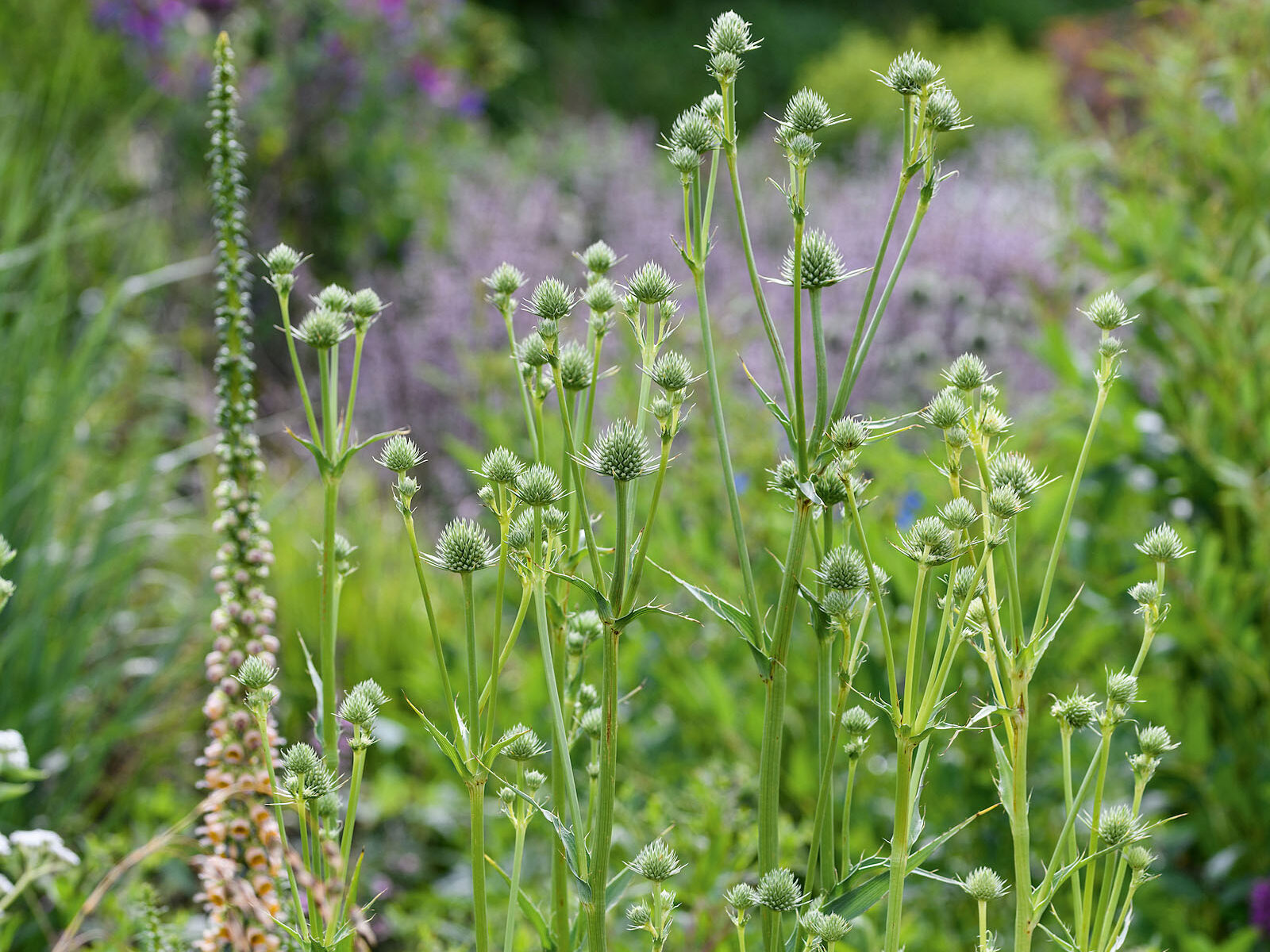 Eryngium yuccifolium