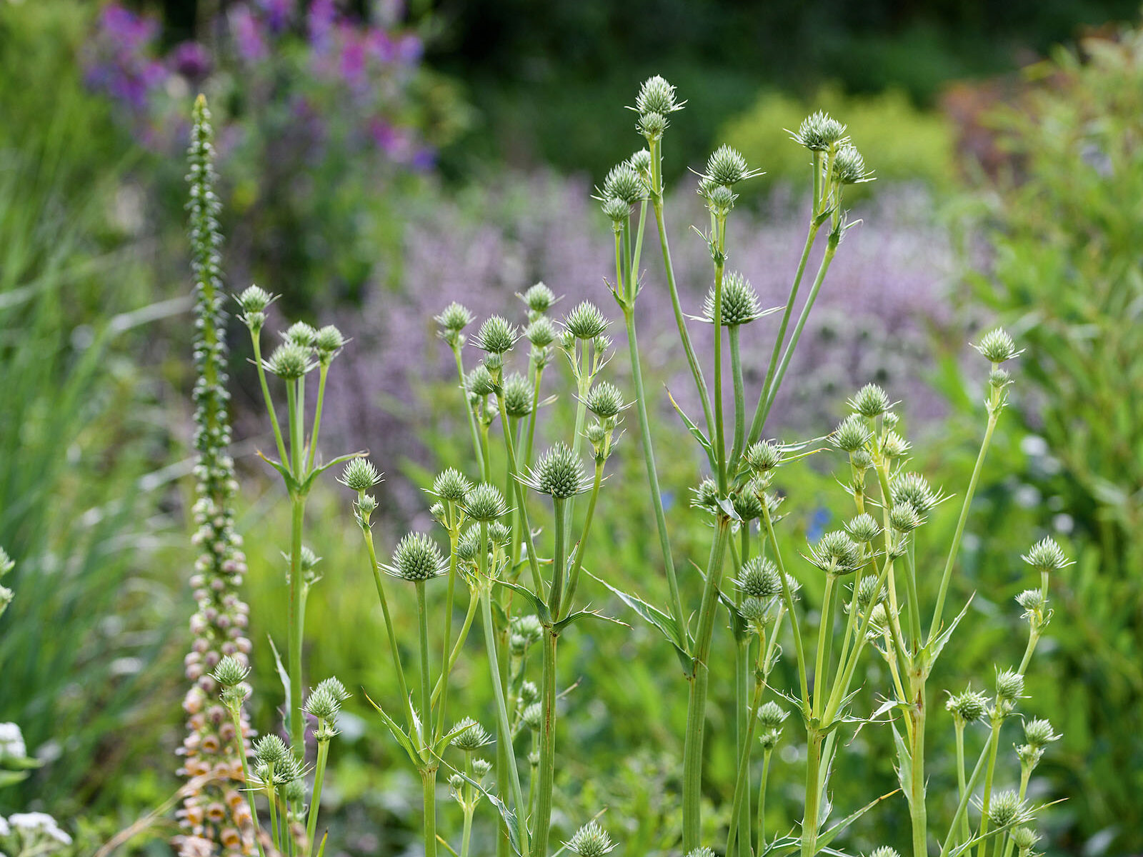 Eryngium yuccifolium