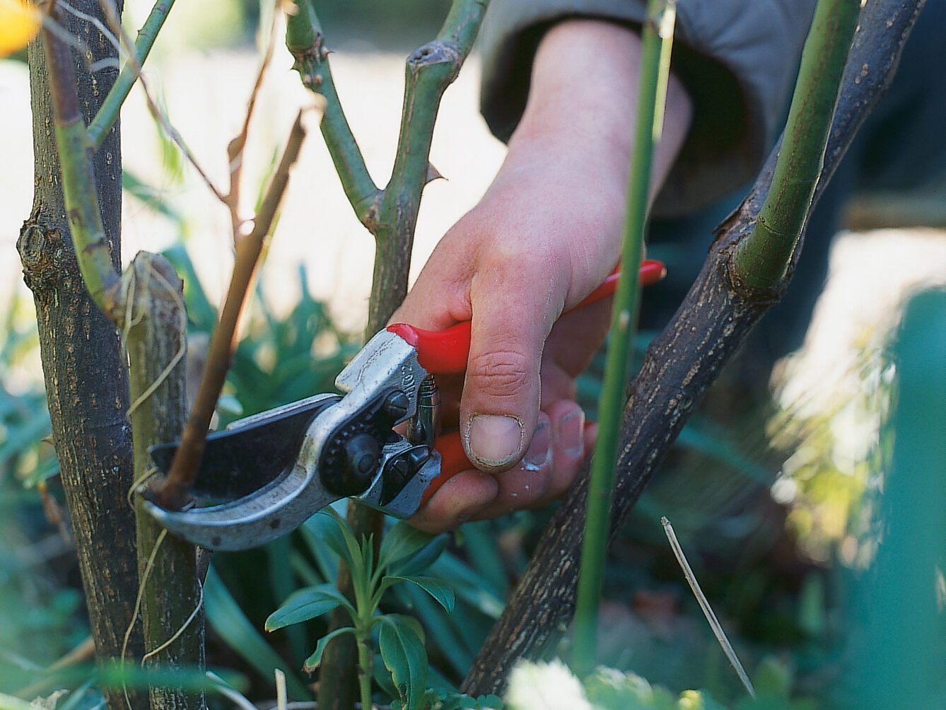 Pruning a rose