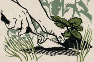 An illustration of hands weeding in a garden © Rosanna Morris An illustration of hands weeding in a garden © Rosanna Morris