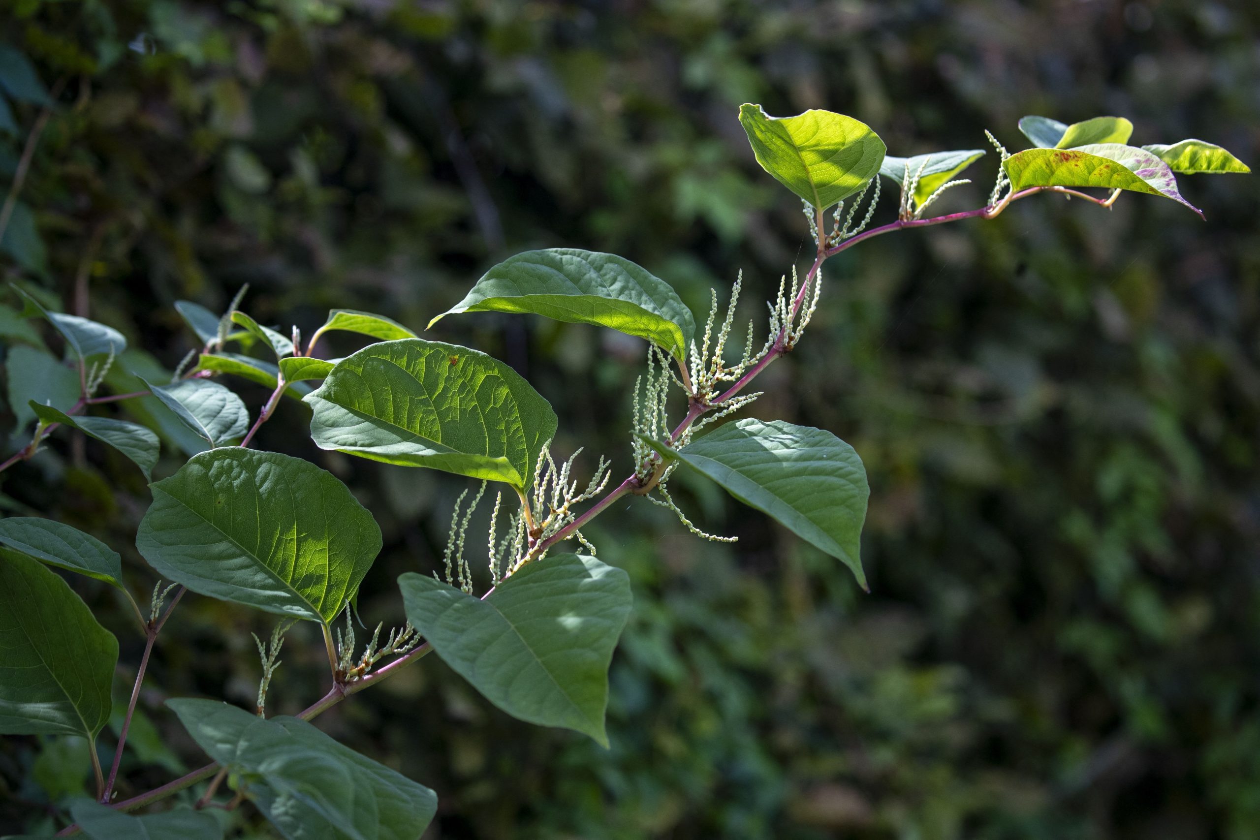 Japanese knotweed. 