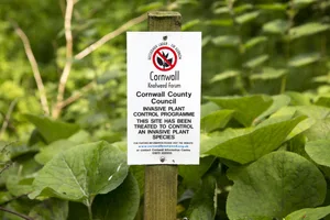 Invasive plant control of Japanese Knotweed, Fallopia japonica, near St Keverne, Cornwall, England, UK Invasive plant control of Japanese Knotweed