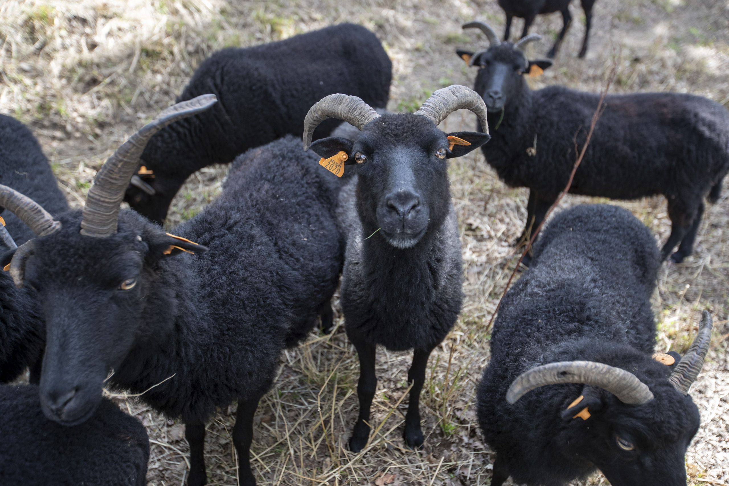 Hebridean sheep