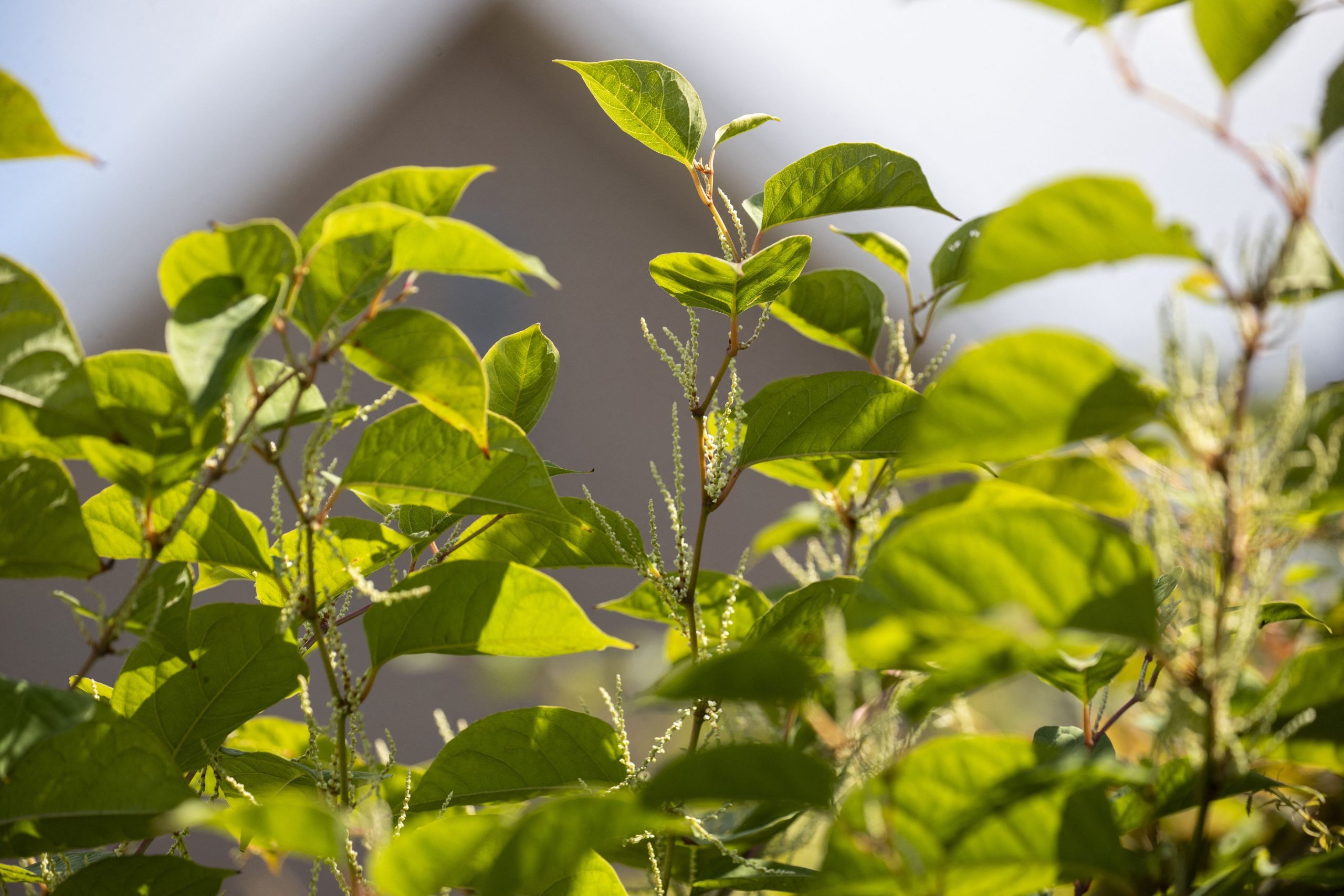Japanese knotweed