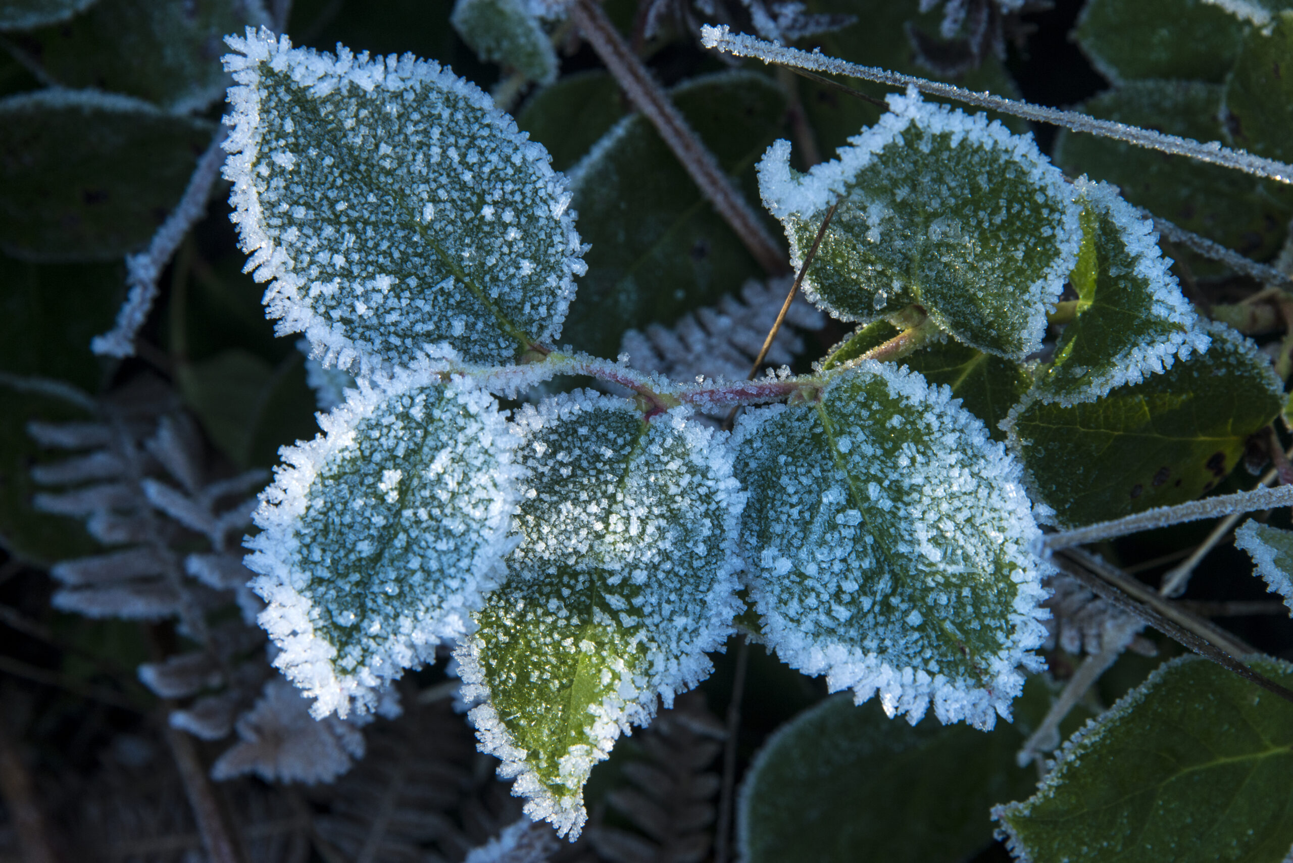 Frost on leaves