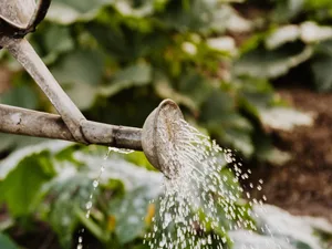 Watering can watering a garden Watering can watering a garden
