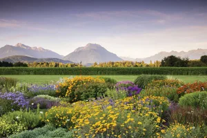 RBD180725_419_preview The blooming stock beds of StaudenKopf, framed by agricultural fields, with the Swiss Alps rising up beyond. Almost all of the herbaceous perennials the nursery sells are propagated on-site from plants growing in the ground © Richard Bloom