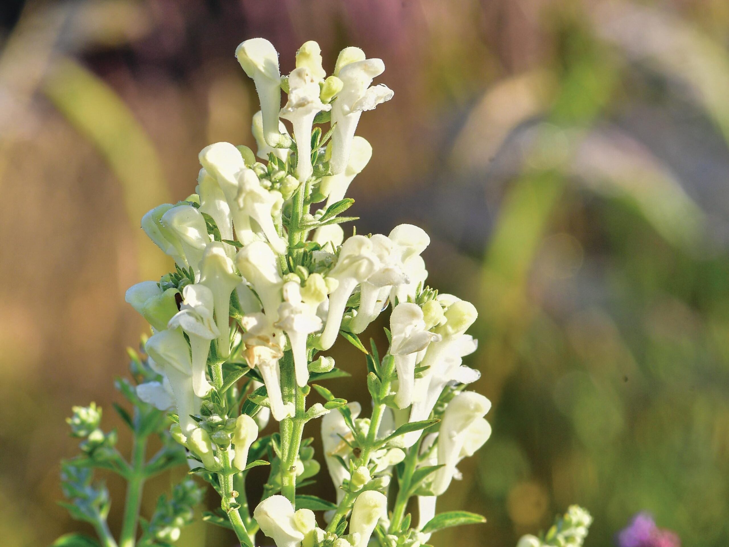 Scutellaria incana ‘White Sky’