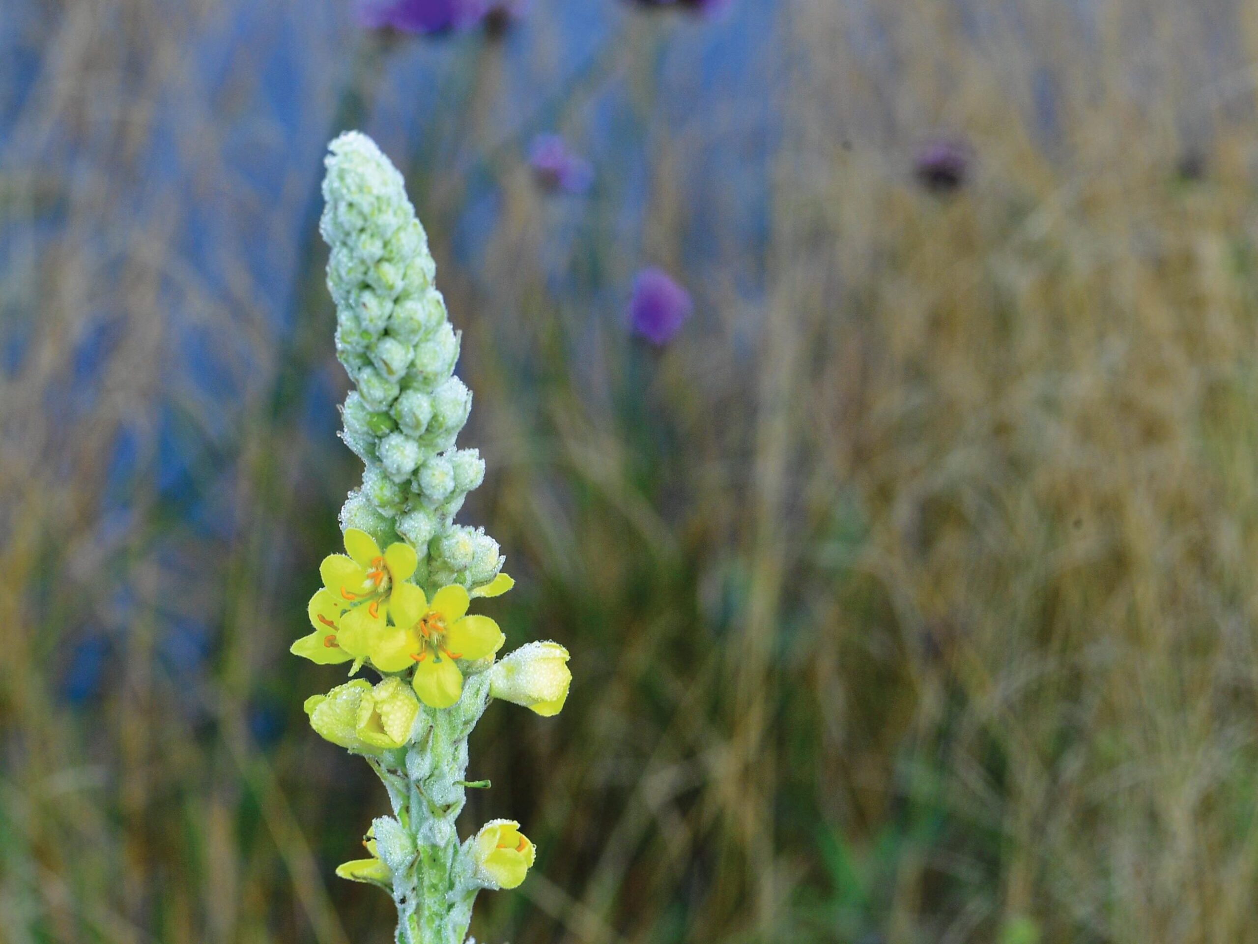 Verbascum thapsus