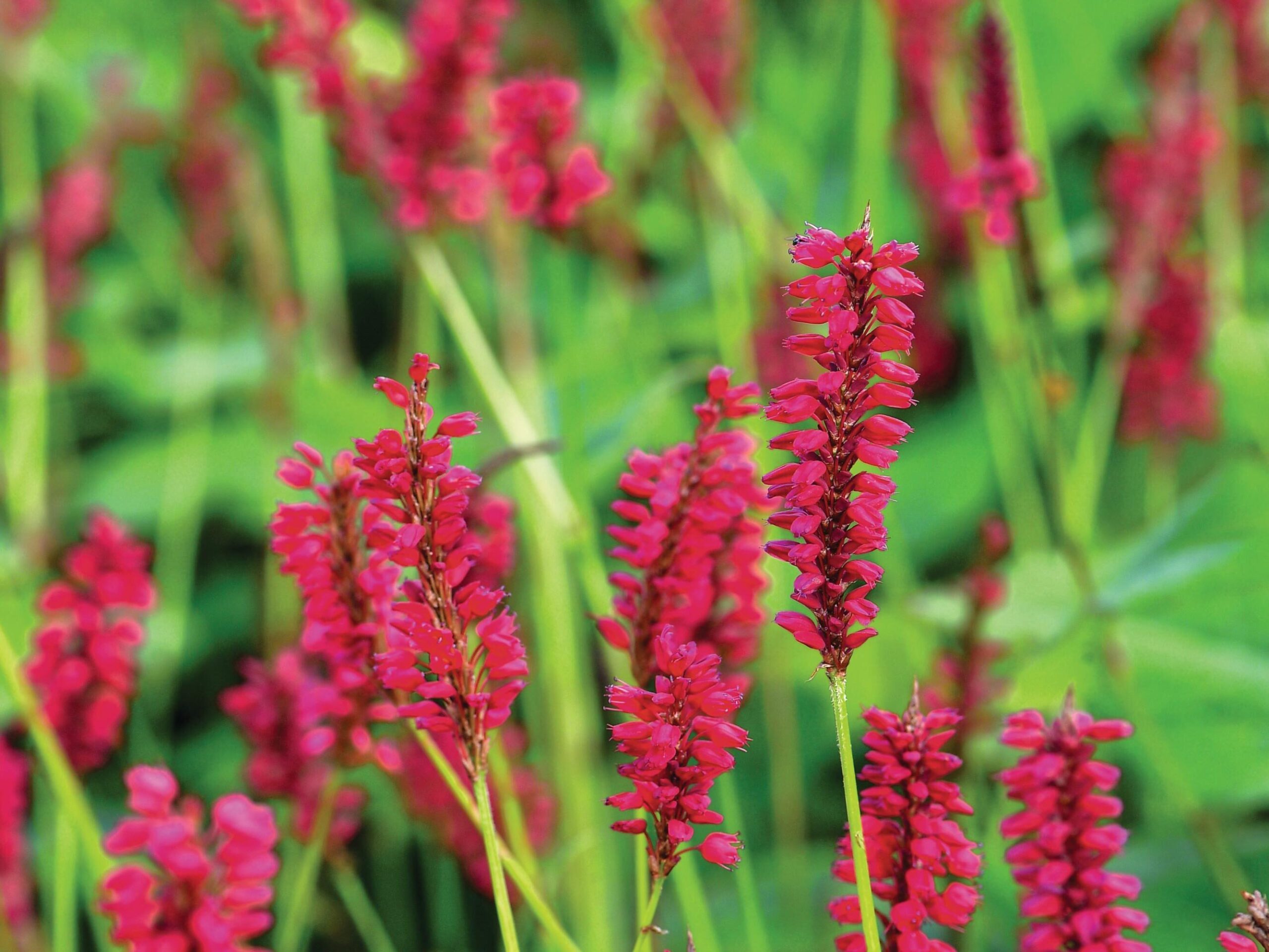 Bistorta amplexicaulis ‘Blackfield’