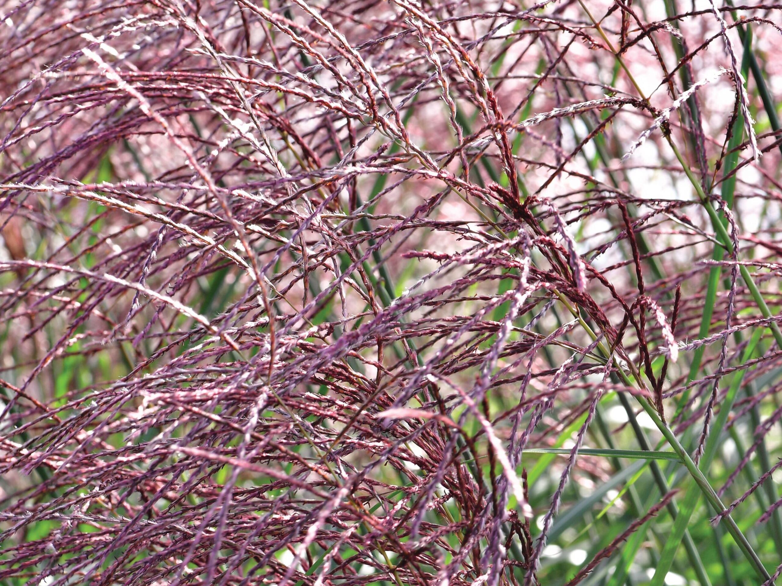 Miscanthus sinensis ‘Malepartus’