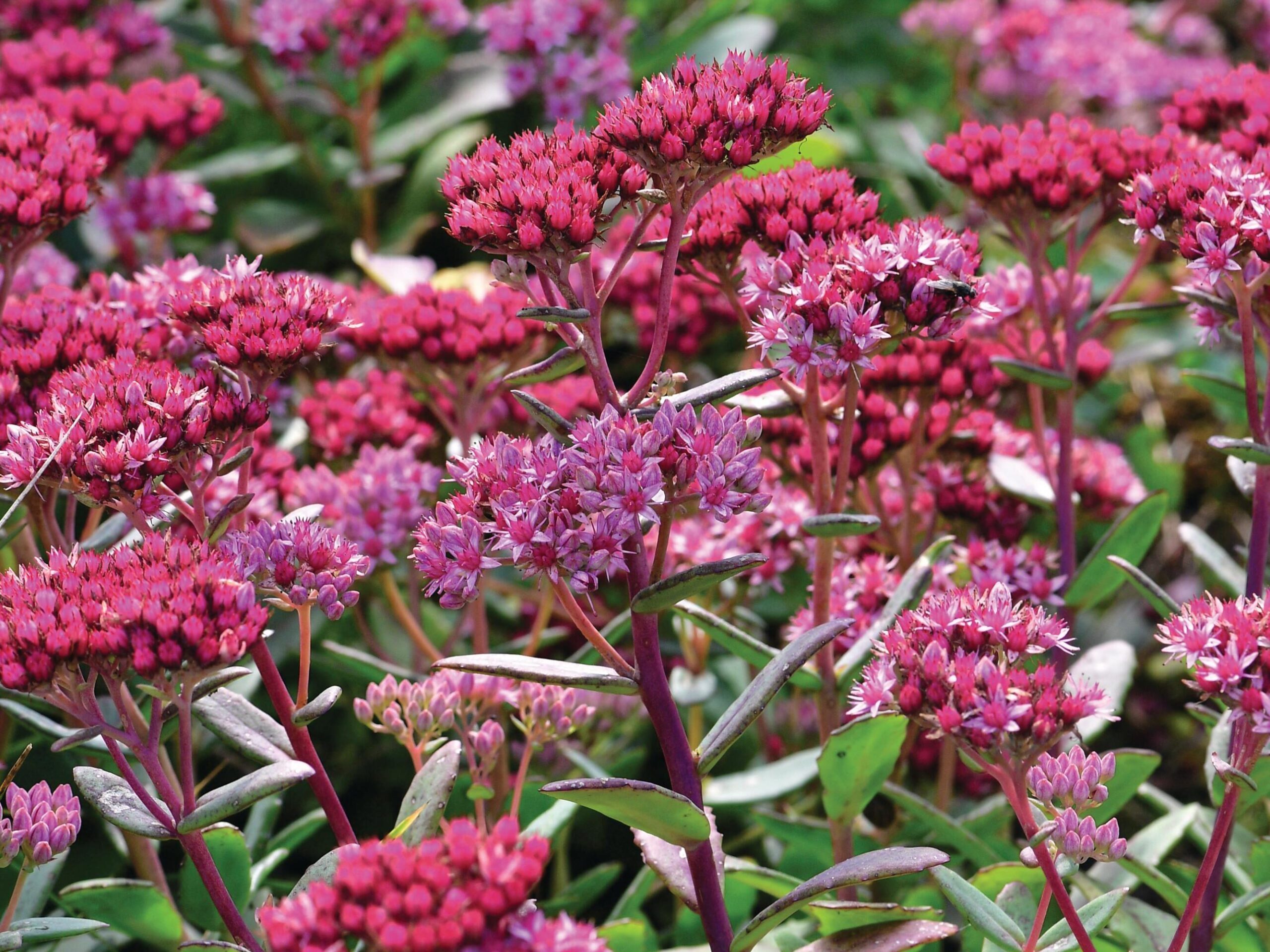 Hylotelephium ‘Abbey Dore’