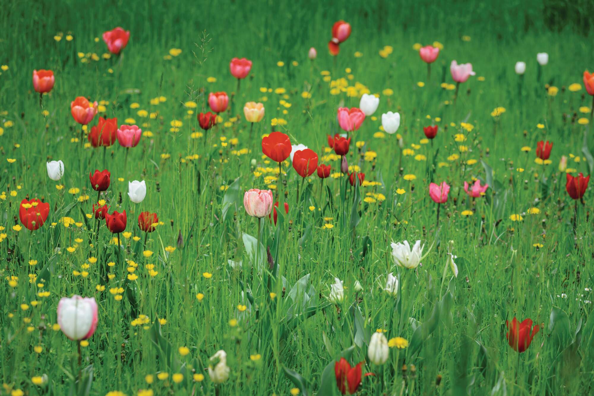 Villa Pisani tulips © Jason Ingram 